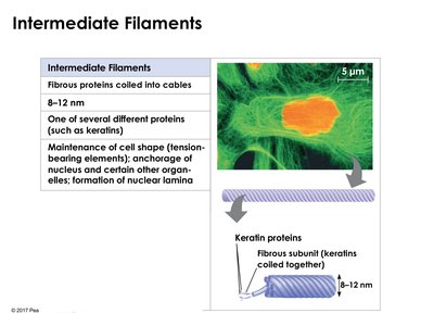 Intermediate filament structure and function