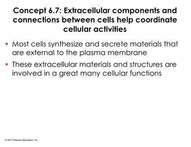 Extracellular matrix of animal cells
