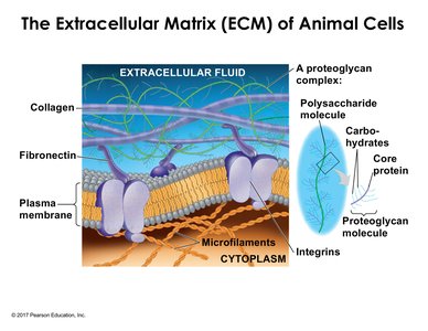 Cell wall structure in plants