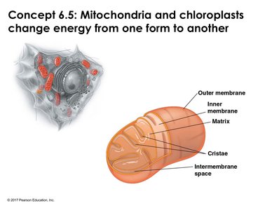 Mitochondrion structure diagram