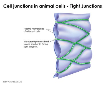 Desmosomes in animal cells
