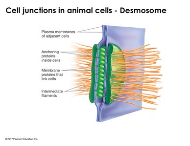 Gap junctions in animal cells