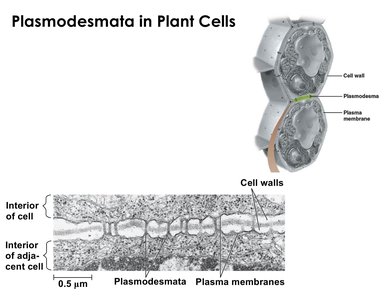 Plasmodesmata in plant cells