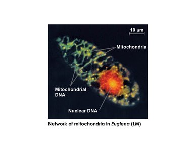 Network of mitochondria in Euglena