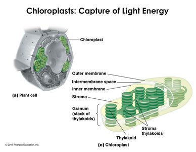Chloroplast structure diagram