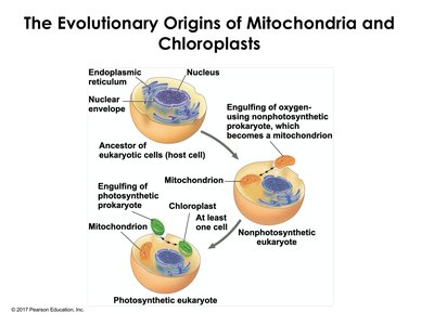 Evolutionary origins of mitochondria and chloroplasts