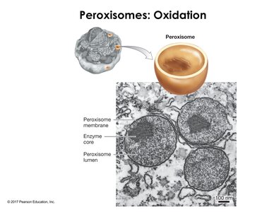Peroxisome structure and function