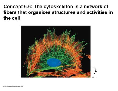 Cytoskeleton network in cell
