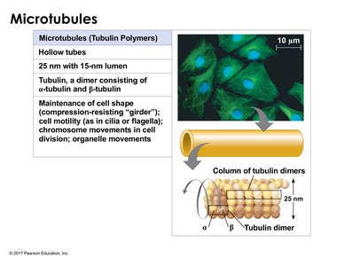 Microtubule structure and function