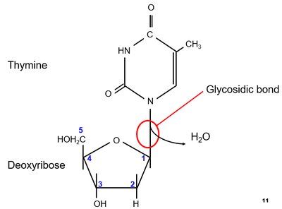 Glycosidic bond between thymine and deoxyribose