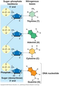 DNA nucleotide chain with sugar-phosphate backbone and bases