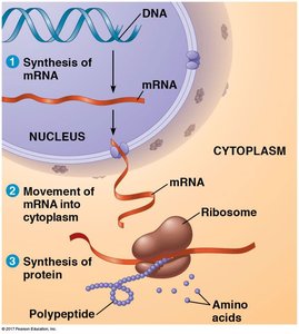 Diagram of gene expression: transcription and translation