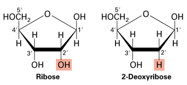 Comparison of ribose and deoxyribose structures