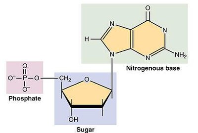 Purine structures: Adenine and Guanine