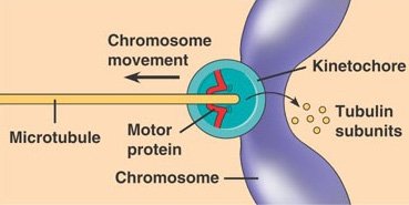 Chromosome movement by motor proteins