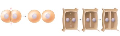 Cytokinesis in animal and plant cells