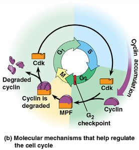Cyclin and Cdk regulation of the cell cycle