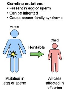 Germline mutation diagram