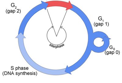 Cell cycle with G1, S, G2, and G0 phases