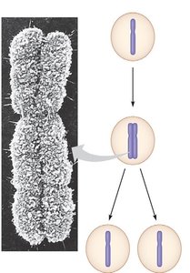 Chromosome replication and sister chromatids