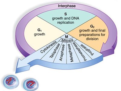 Cell cycle with mitosis stages