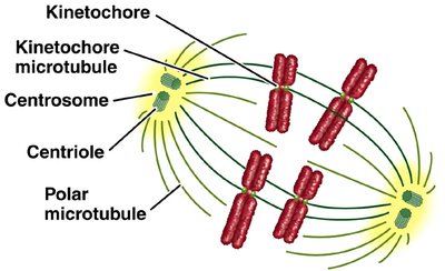 Mitotic spindle structure