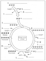 Citric Acid Cycle diagram with labeled steps