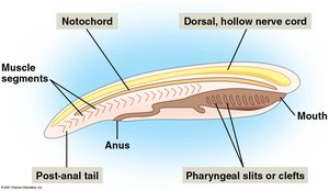Diagram of chordate body plan showing notochord, dorsal hollow nerve cord, pharyngeal slits, post-anal tail, muscle segments, anus, and mouth
