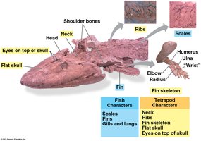 Fossil and diagram of Tiktaalik showing fish and tetrapod features