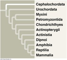 Chordate phylogenetic tree showing major groups