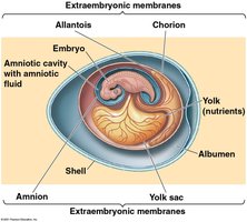 Structure of the amniotic egg with labeled membranes