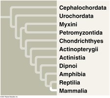 Mammal with hair and other adaptations