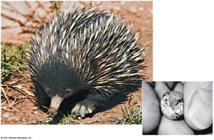 Echidna, a monotreme, and its egg