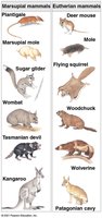 Comparison of marsupial and eutherian mammals