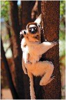 Lemur, a representative primate