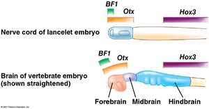 Comparison of nerve cord development in lancelet and vertebrate embryos, showing Hox gene expression