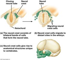 Neural crest development and migration in vertebrate embryos