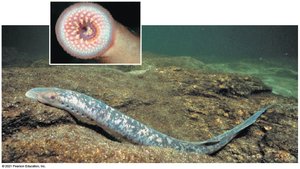 Lamprey with oral disk and body