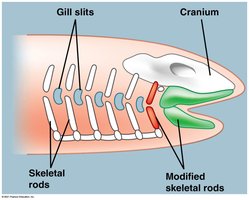 Diagram showing evolution of jaws from skeletal rods