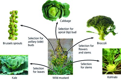 Artificial selection in Brassica oleracea