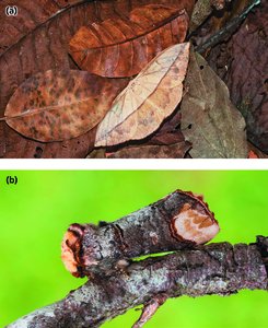 Camouflage as an example of evolutionary adaptation in moths