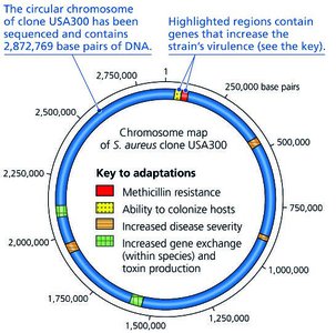 Chromosome map of MRSA clone USA300