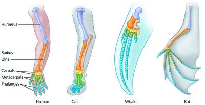 Homologous forelimbs in mammals