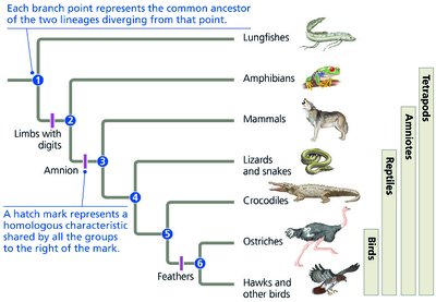 Evolutionary tree of tetrapods and lungfishes