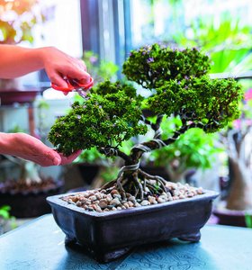 Bonsai tree as an example of acquired traits not being inherited