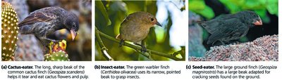 Beak variation in Galápagos finches