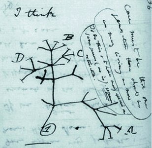 Darwin's sketch of an evolutionary tree