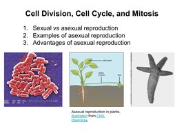Examples of asexual reproduction in bacteria, plants, and starfish