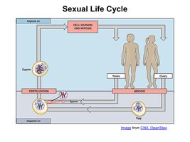 Diagram comparing binary fission, mitosis, and meiosis