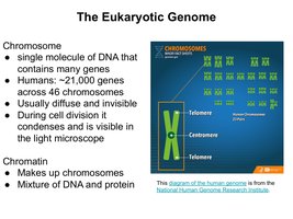Diagram of the human genome and chromosome structure